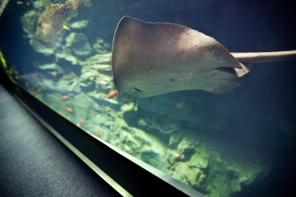 Kaiyukan Aquarium