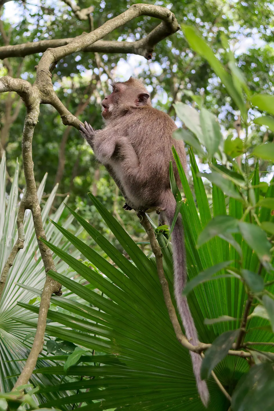 Ubud Monkey Forest