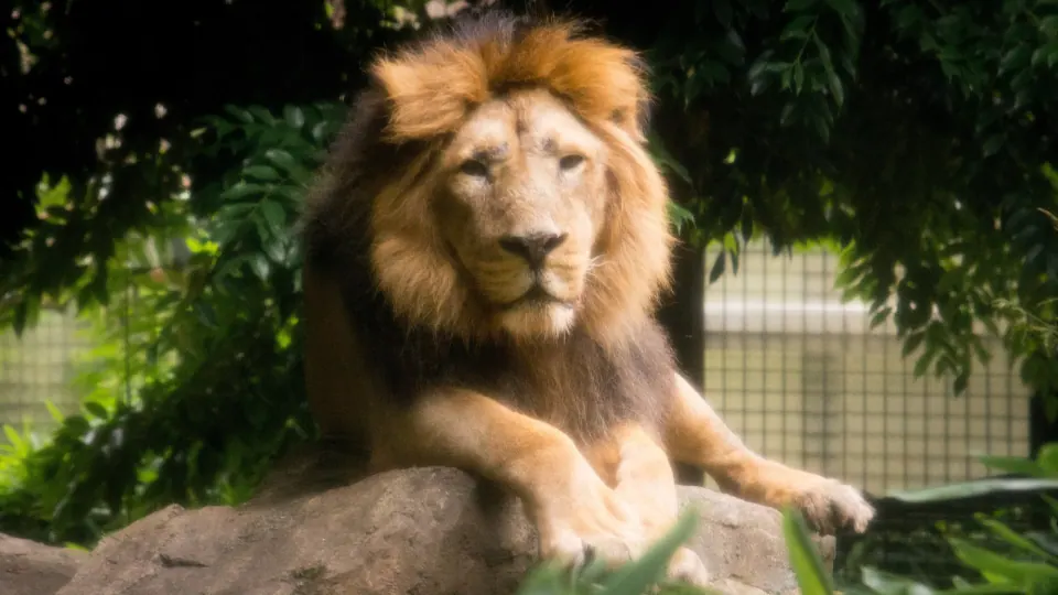 Ueno Zoo