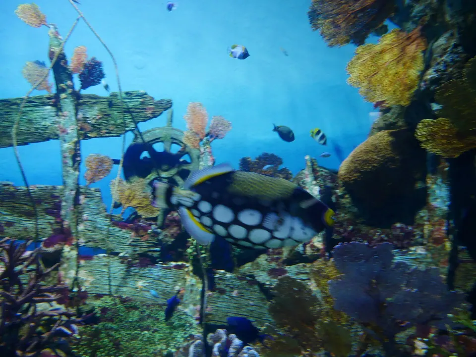 SEA LIFE Bangkok aquarium