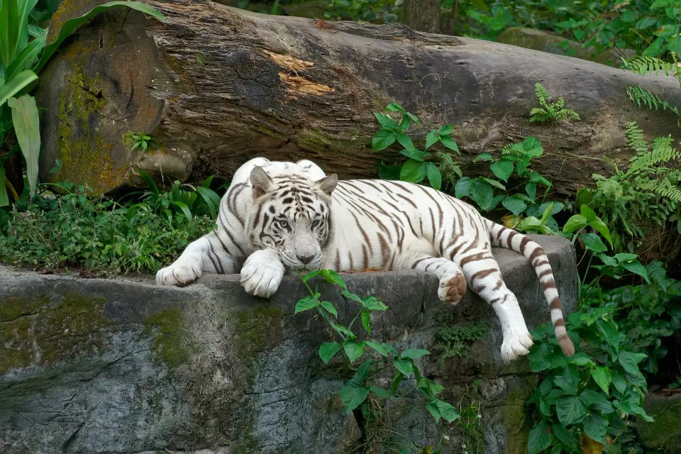 Singapore Zoo