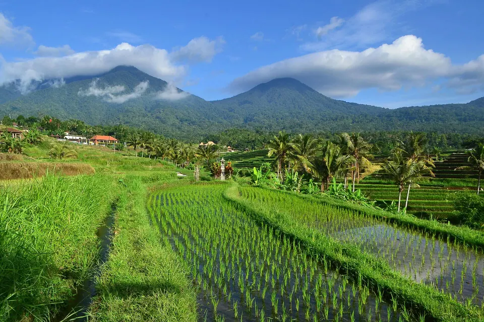 Bali 9