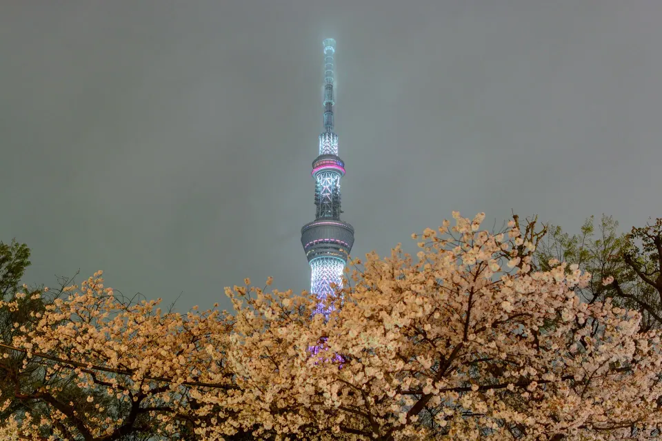 Tokyo 6